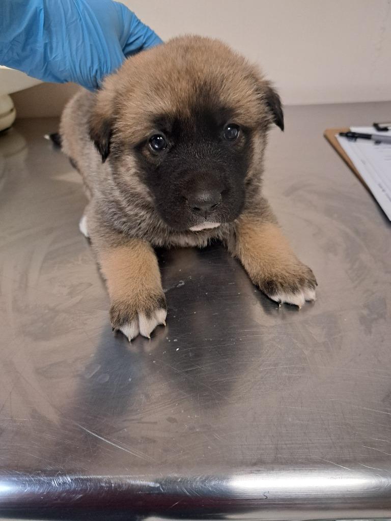 Raven, Adoptable, Puppy Female German Shepherd Dog & Great Pyrenees.