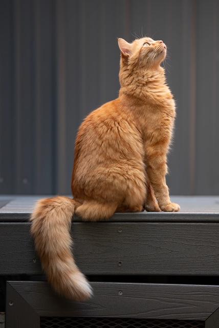 Golden, Adopted, Adult Male Domestic Medium Hair.