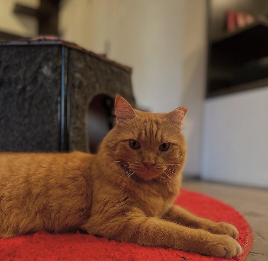 Golden, Adopted, Adult Male Domestic Medium Hair.