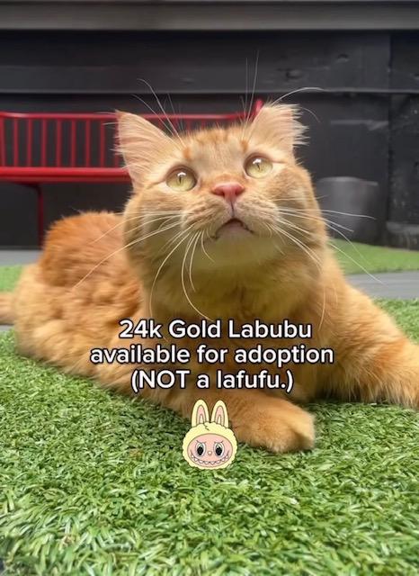 Enlarge Golden, a Adopted mixed breed in New York, NY image 3/3