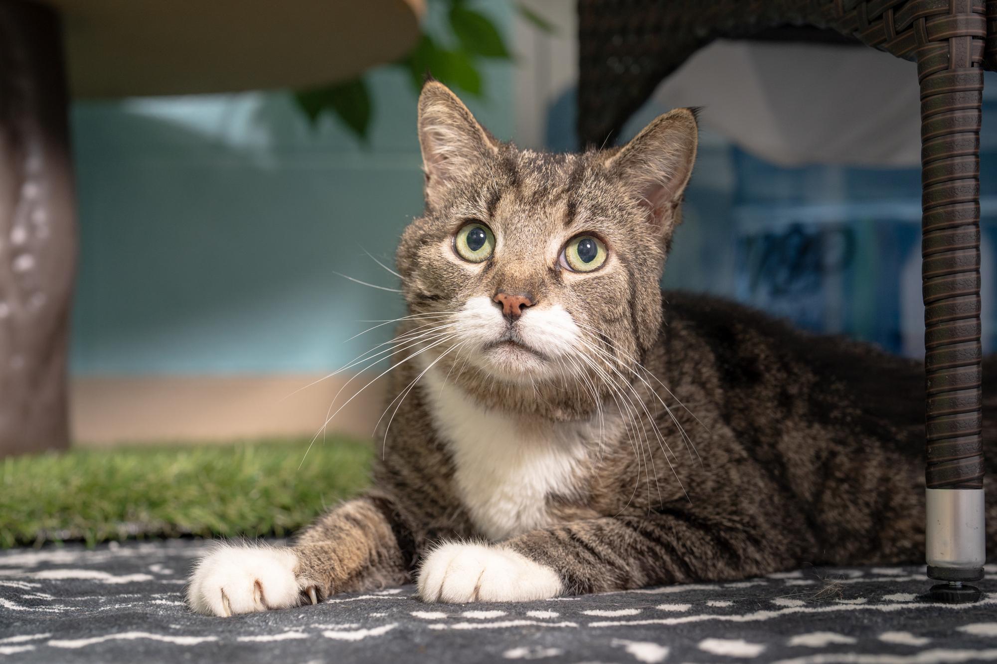 Jasper, a ADOPTABLE Domestic Short Hair in Ashland, VA image 1/3