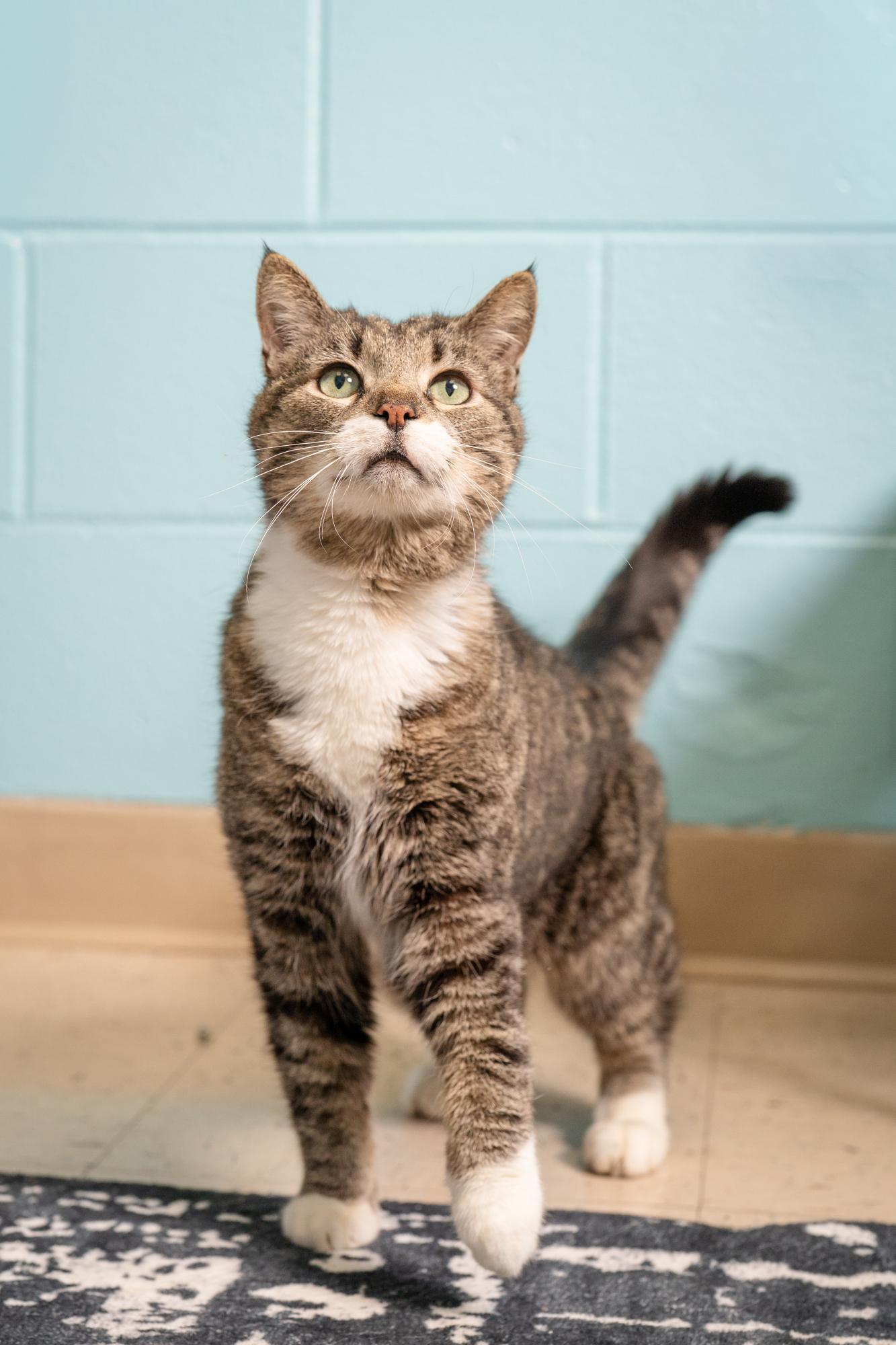 Jasper, a ADOPTABLE Domestic Short Hair in Ashland, VA image 3/3