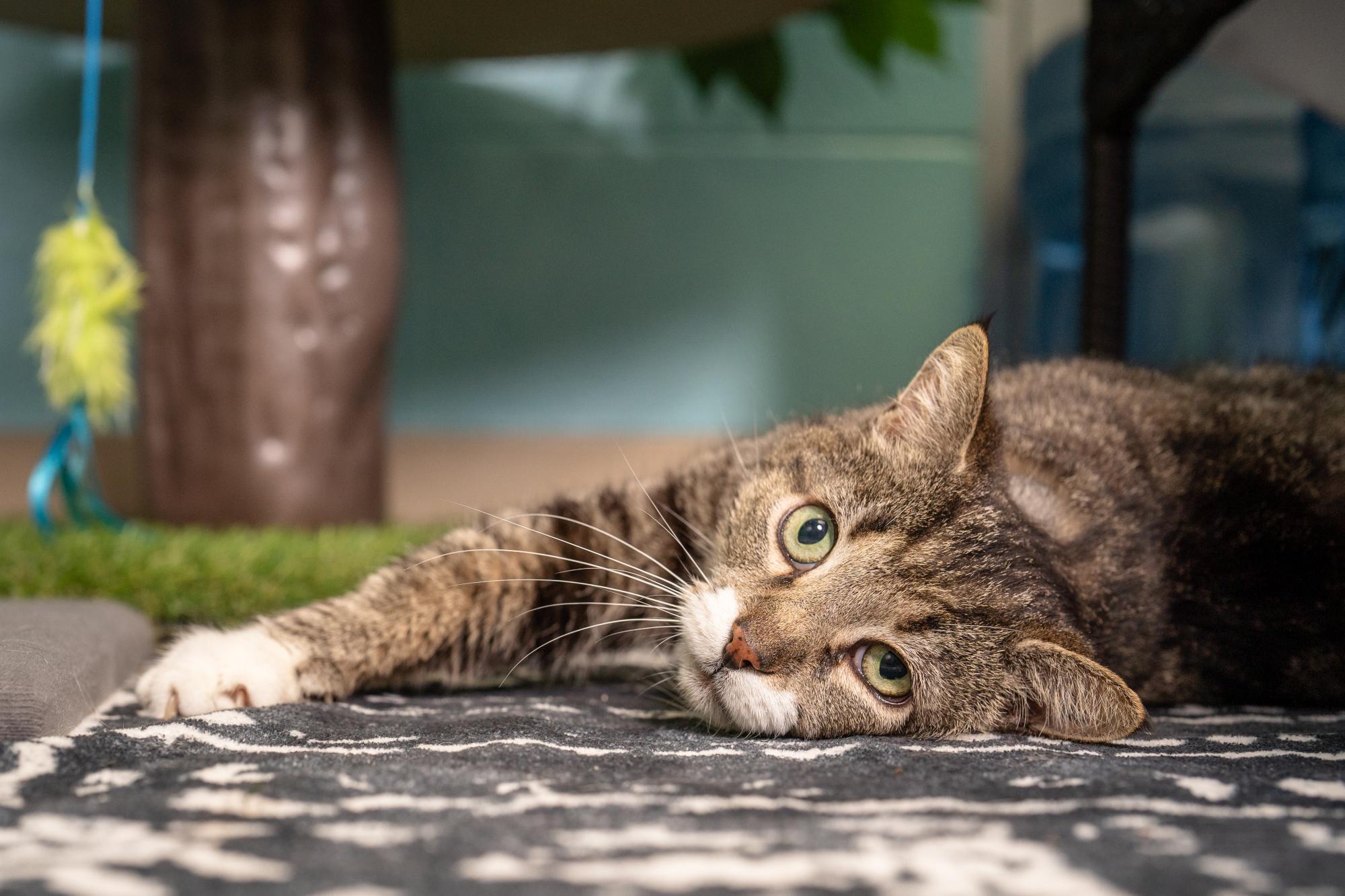 Jasper, a ADOPTABLE Domestic Short Hair in Ashland, VA image 2/3