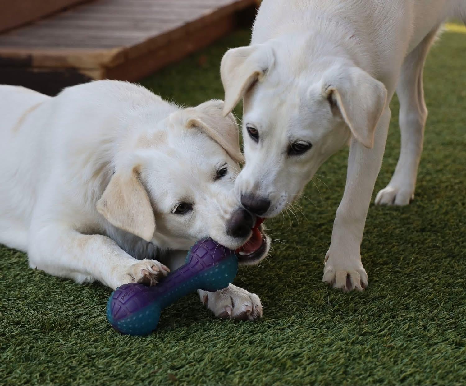 Enlarge Dan, a ADOPTABLE mixed breed in Southlake, TX image 6/6