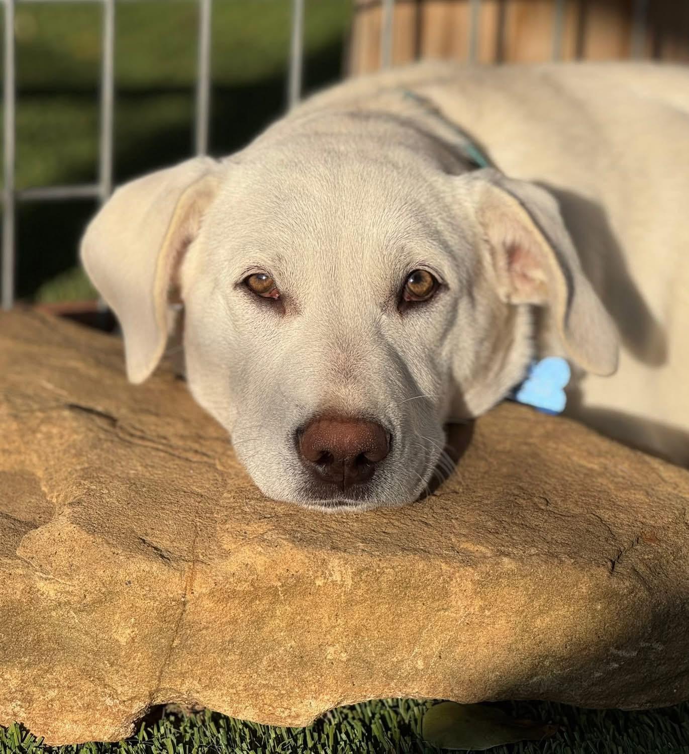 Enlarge Dan, a ADOPTABLE mixed breed in Southlake, TX image 2/6