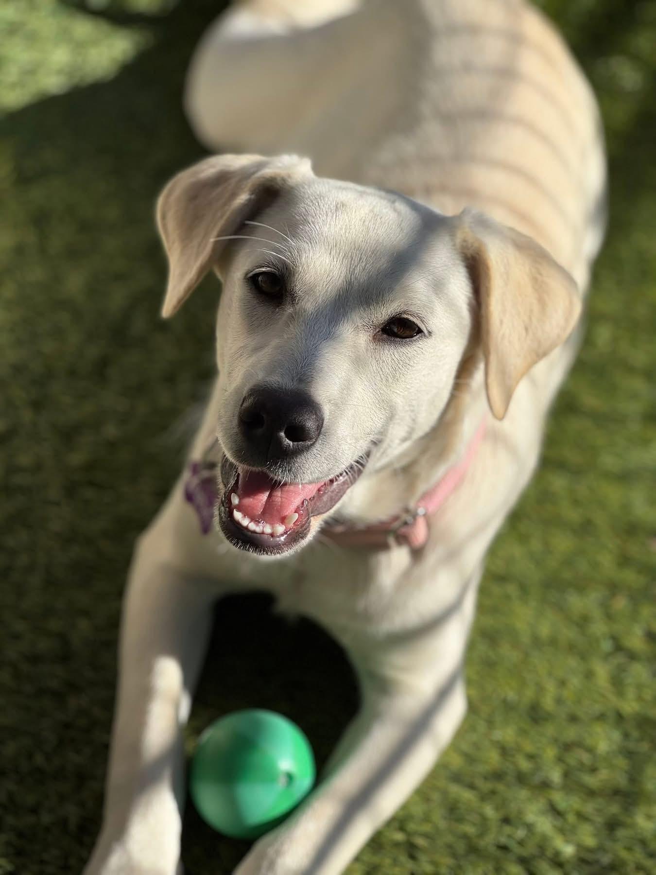 Enlarge Dan, a ADOPTABLE mixed breed in Southlake, TX image 4/6