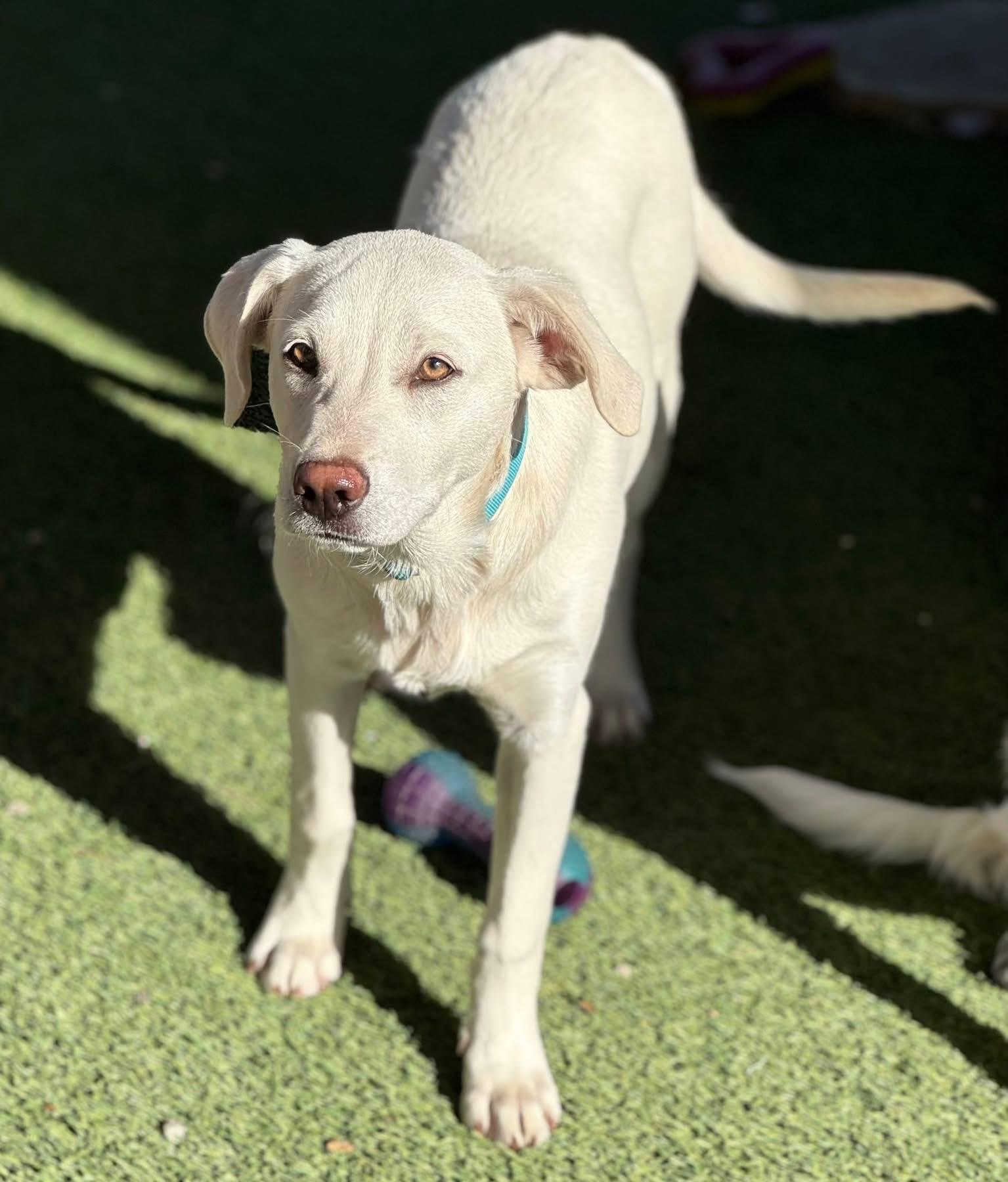 Enlarge Dan, a ADOPTABLE mixed breed in Southlake, TX image 1/6