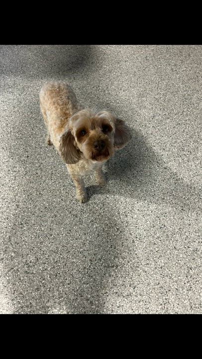 Enlarge Crissy, a Adoptable Cockapoo in Maumee , OH video 1/5