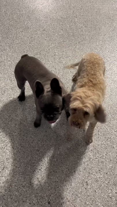 Enlarge Crissy, a Adoptable Cockapoo in Maumee , OH video 2/5