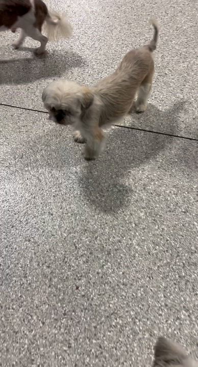 Enlarge Crissy, a Adoptable Cockapoo in Maumee , OH video 3/5