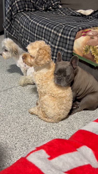 Enlarge Crissy, a Adoptable Cockapoo in Maumee , OH video 4/5