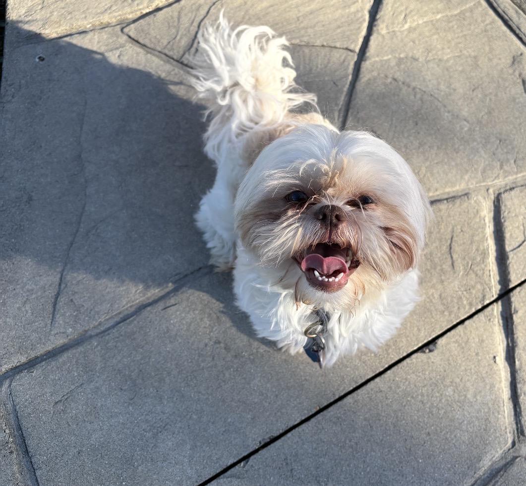 Enlarge Coco, an adopted Mixed Breed in Maineville, OH image 1/5