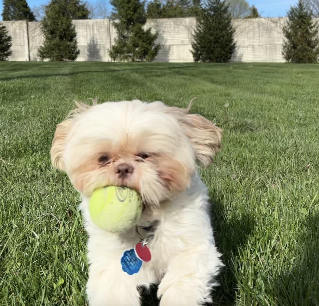 Enlarge Coco, an adopted Mixed Breed in Maineville, OH image 5/5