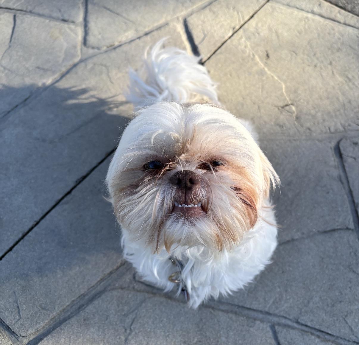 Enlarge Coco, an adopted Mixed Breed in Maineville, OH image 3/5