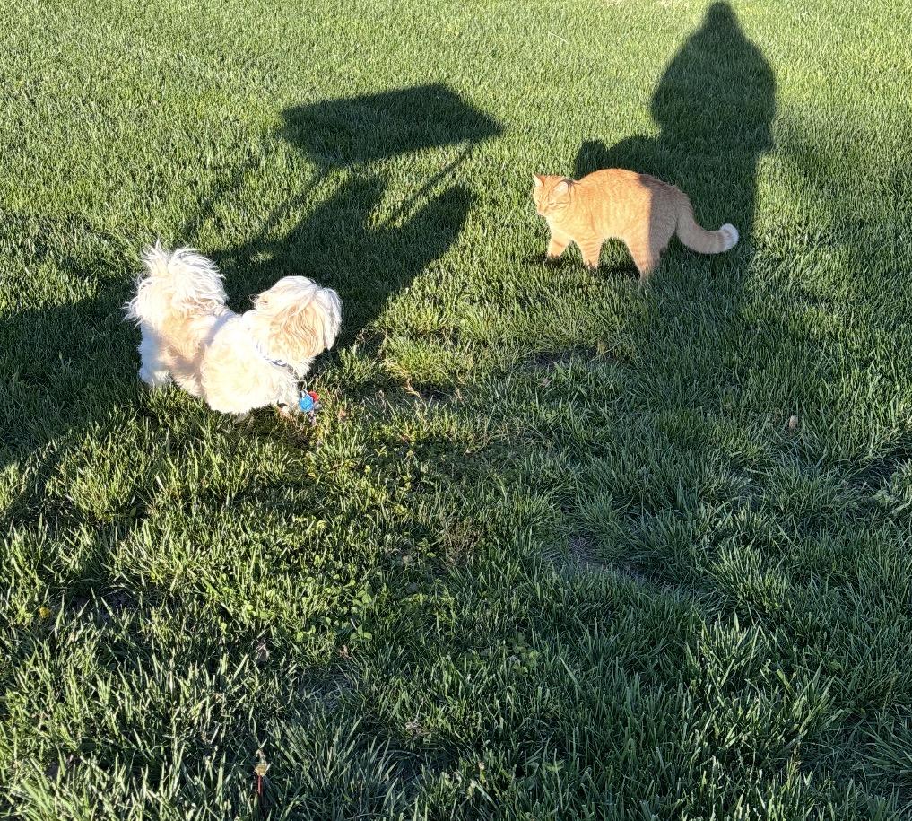 Enlarge Coco, an adopted Mixed Breed in Maineville, OH image 2/5