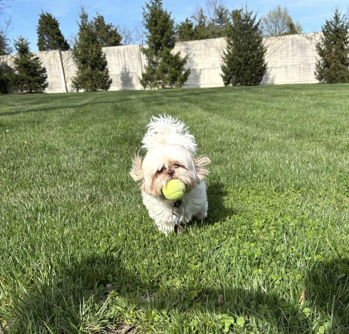 Enlarge Coco, an adopted Mixed Breed in Maineville, OH image 4/5