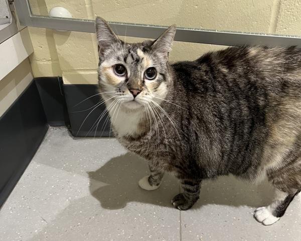 Stella, Adoptable, Adult Female Siamese.