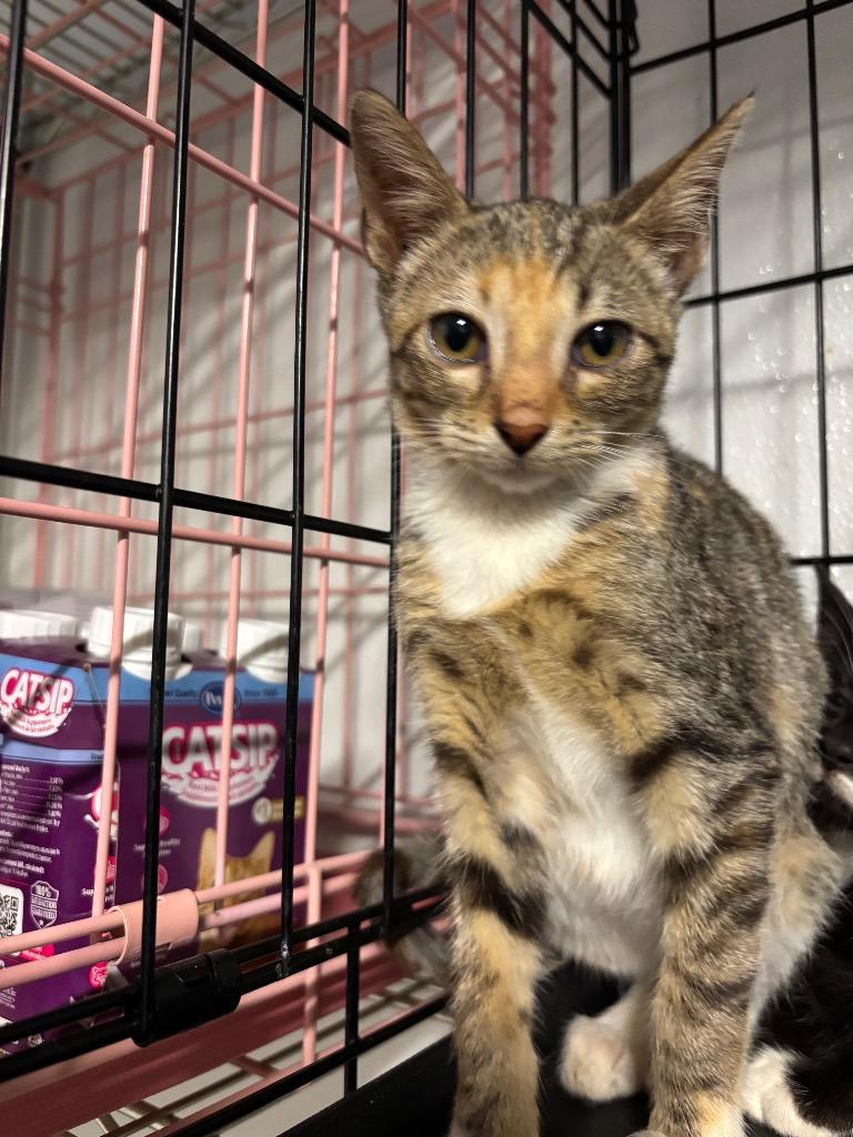 Pepper, Adoptable, Kitten Female Domestic Short Hair.