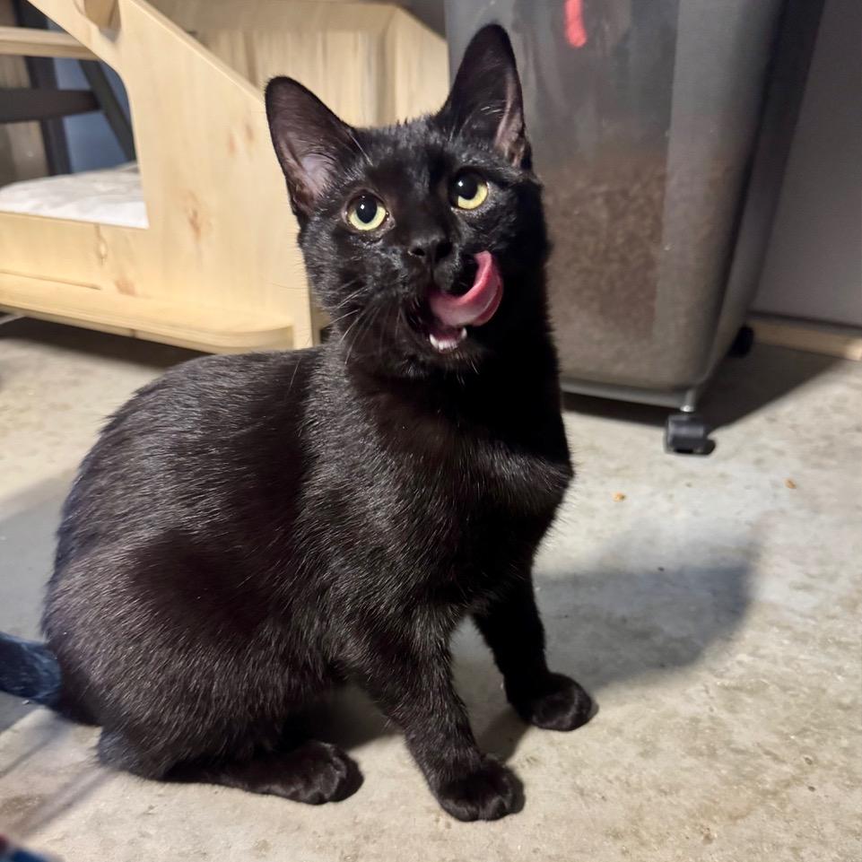 Tallulah — thumbnail 2