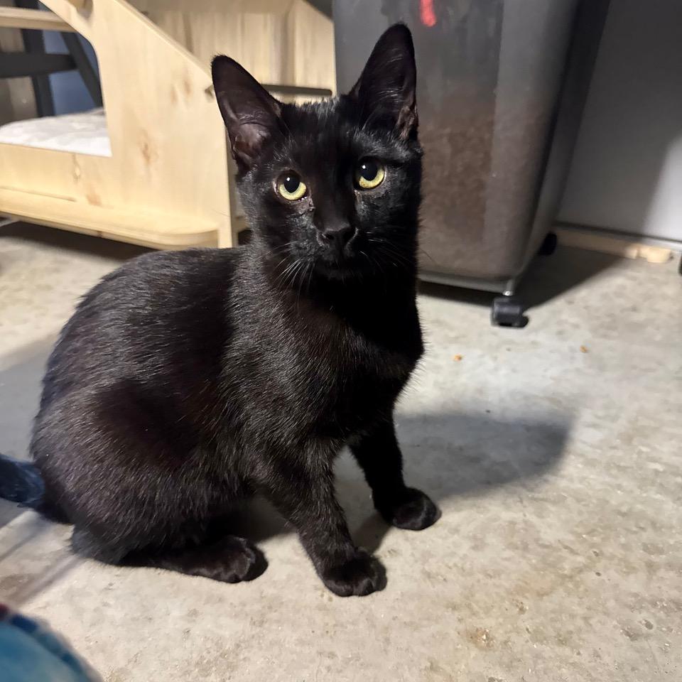 Tallulah — thumbnail 3