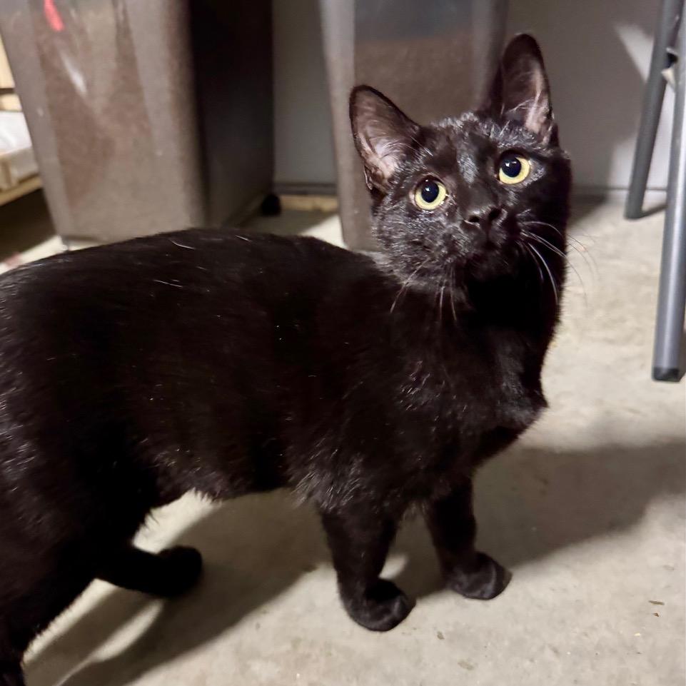 Tallulah — thumbnail 4