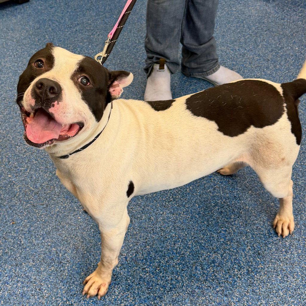 26-301 Gotti, Adoptable, Adult Male Pit Bull Terrier.
