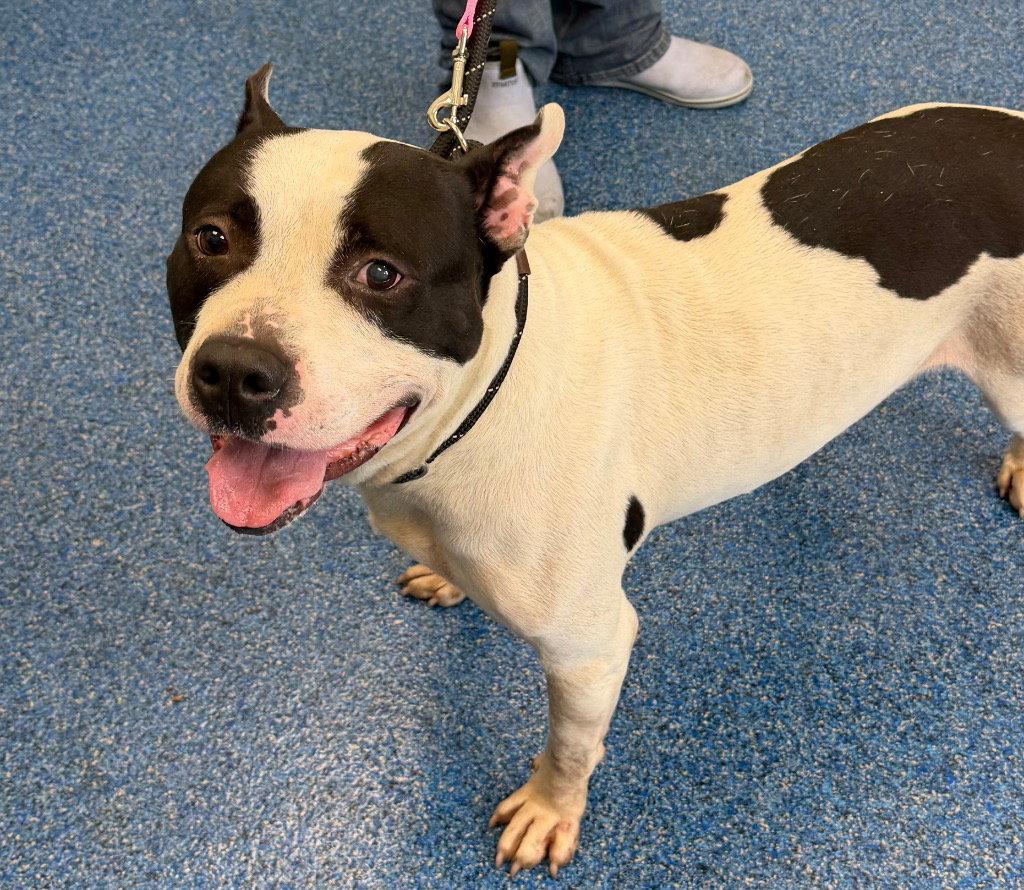 Enlarge 26-301 Gotti, a Adoptable Pit Bull Terrier in Tarboro, NC image 2/3