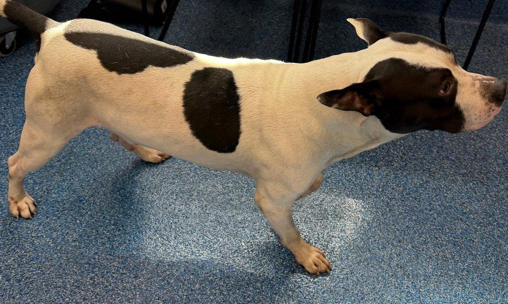 Enlarge 26-301 Gotti, a Adoptable Pit Bull Terrier in Tarboro, NC image 3/3