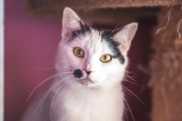Enlarge Ramona, a Adoptable Domestic Short Hair in Woodland Hills, CA image 1/2