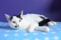 Enlarge Ramona, a Adoptable Domestic Short Hair in Woodland Hills, CA image 2/2