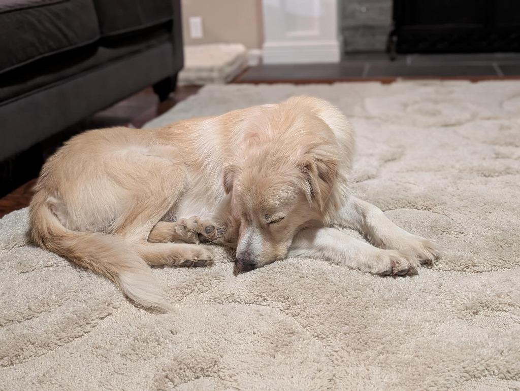 Lemmon, Adoptable, Adult Female Golden Retriever & Great Pyrenees.