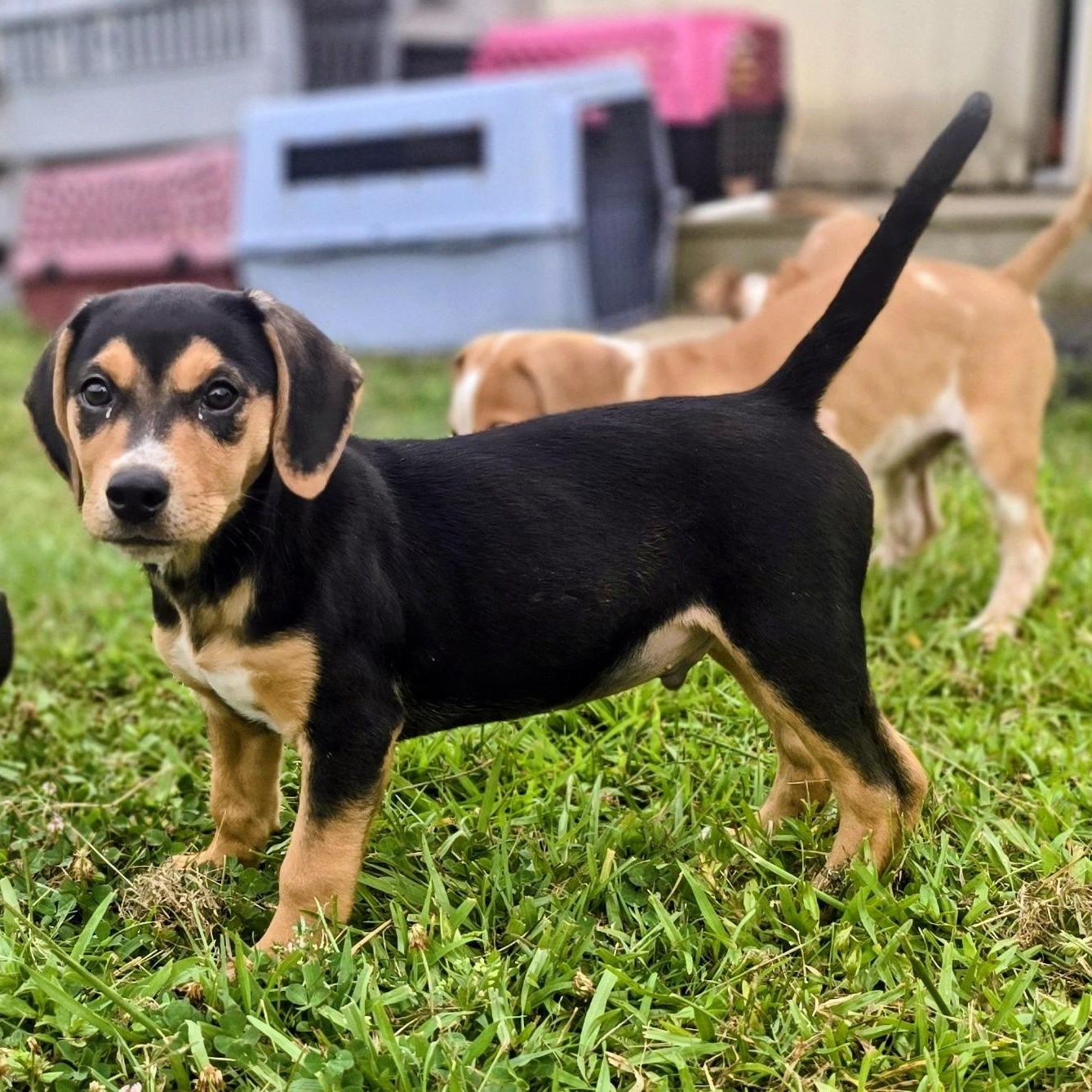 Pepper, Adopted, Puppy Male Beagle.