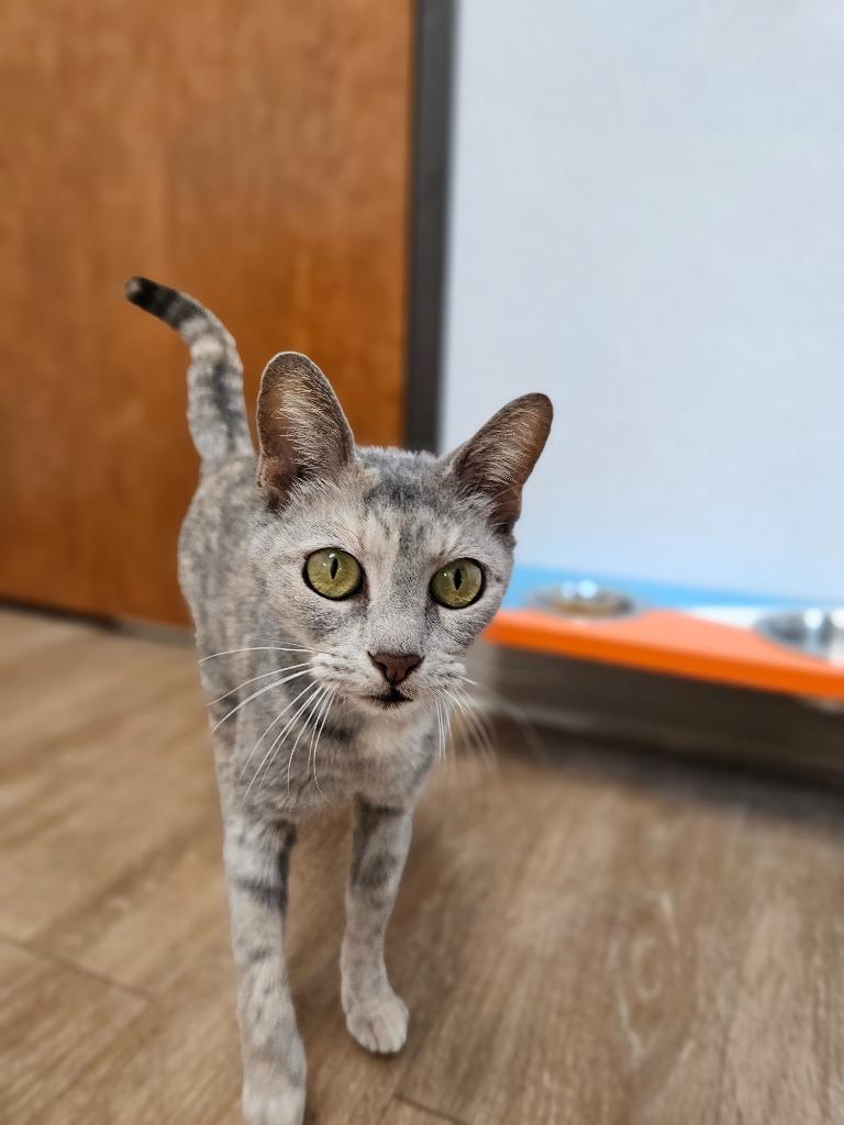 Siren, Adoptable, Young Female Domestic Short Hair.