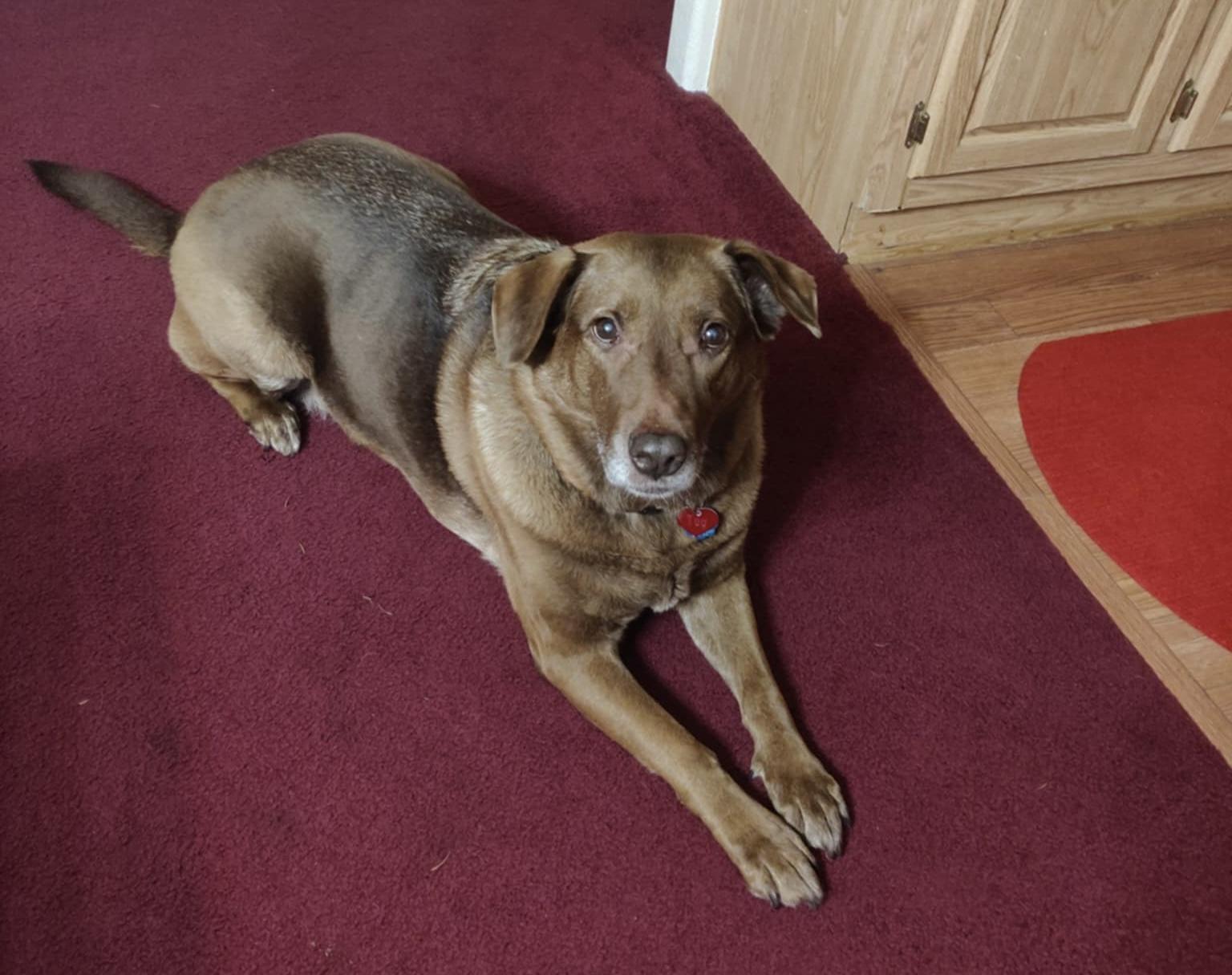 TUG, a Adoptable mixed breed in Shelton, WA image 6/6