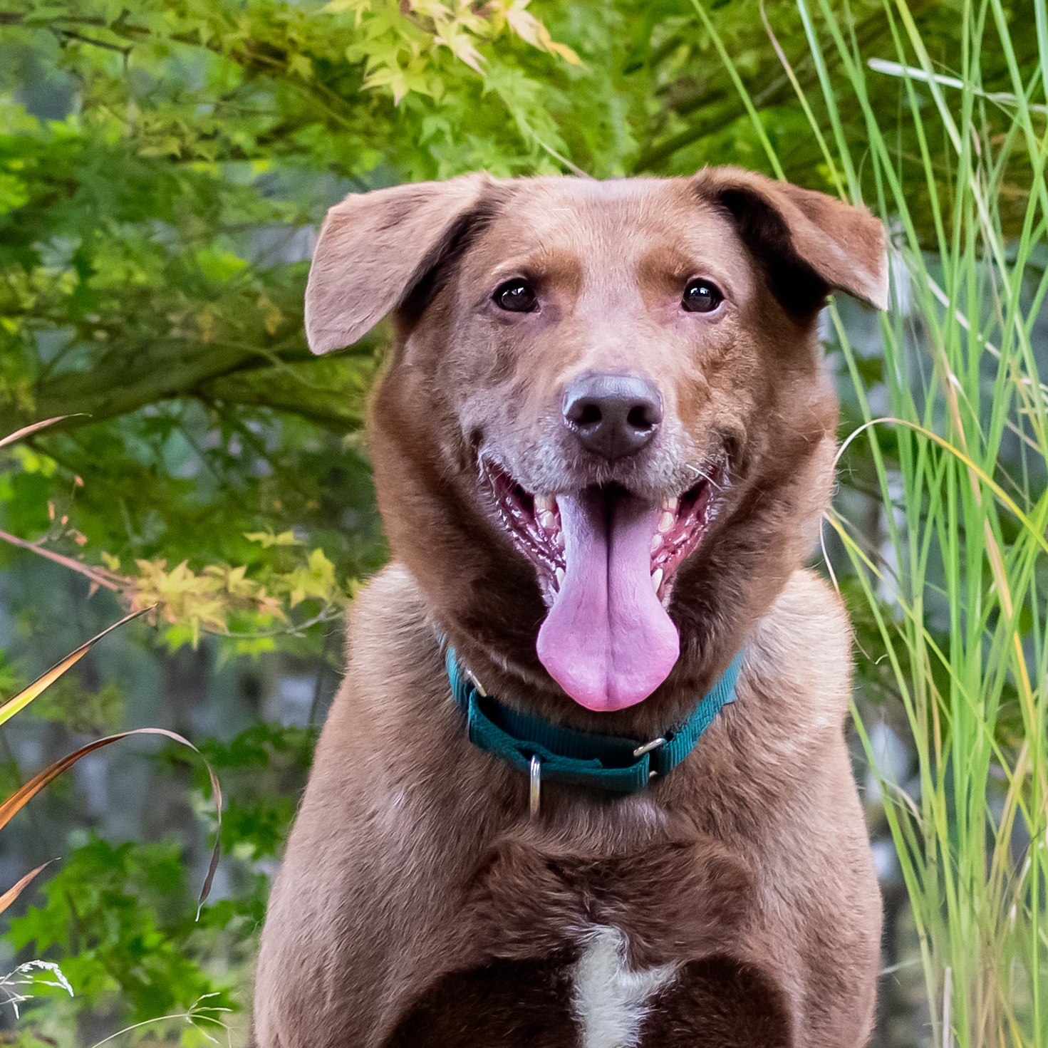 TUG, a Adoptable mixed breed in Shelton, WA image 3/6