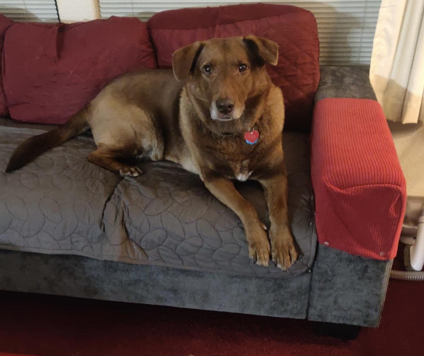 TUG, a Adoptable mixed breed in Shelton, WA image 2/6