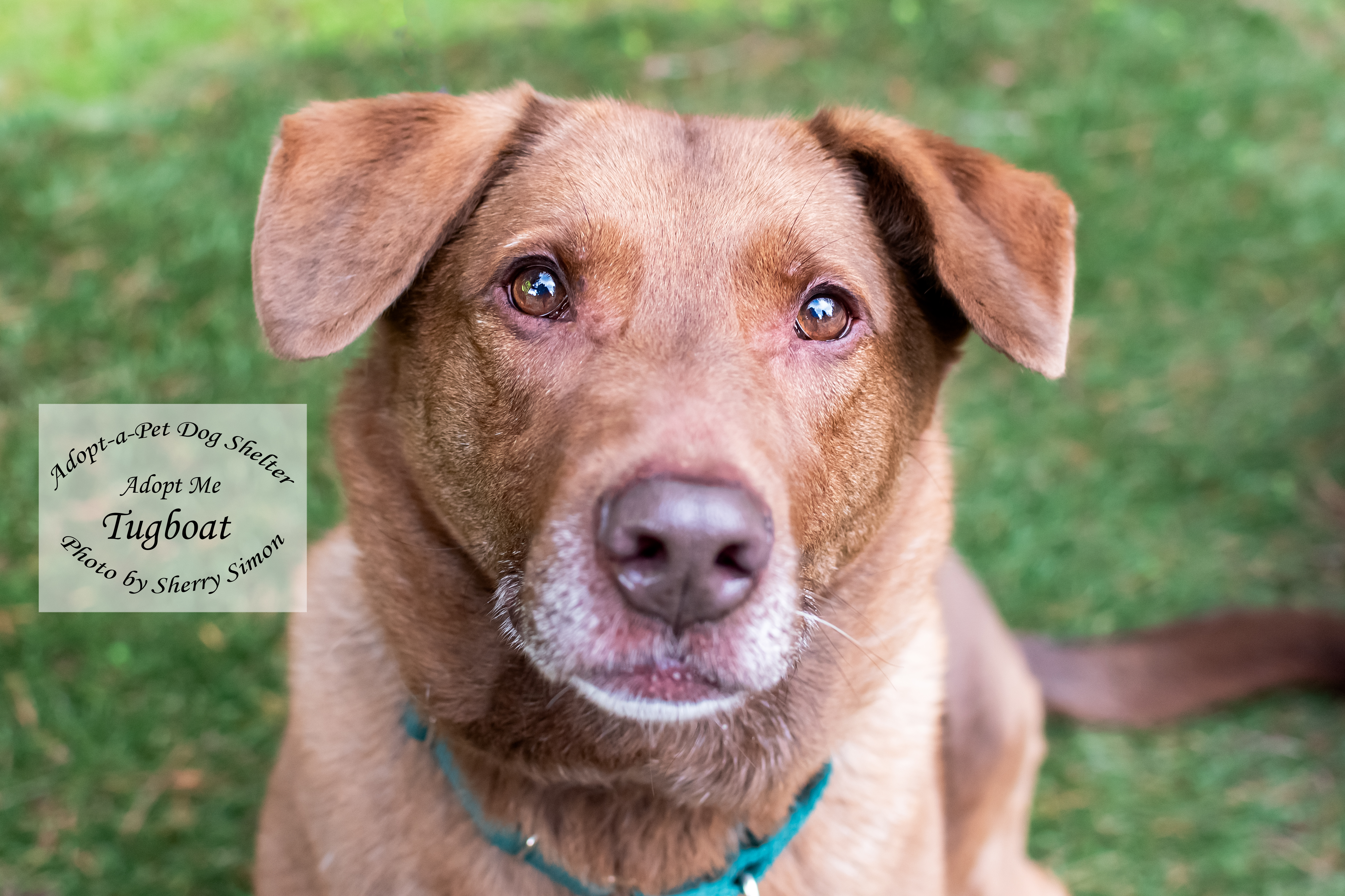 TUG, a Adoptable mixed breed in Shelton, WA image 1/6