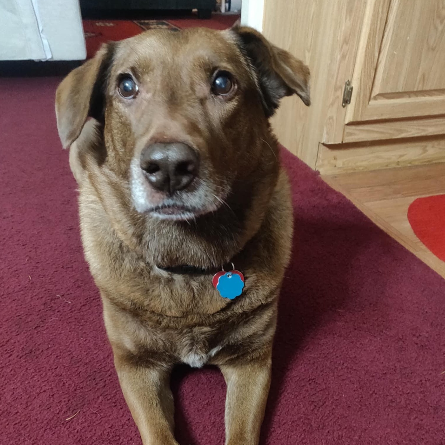 TUG, a Adoptable mixed breed in Shelton, WA image 4/6
