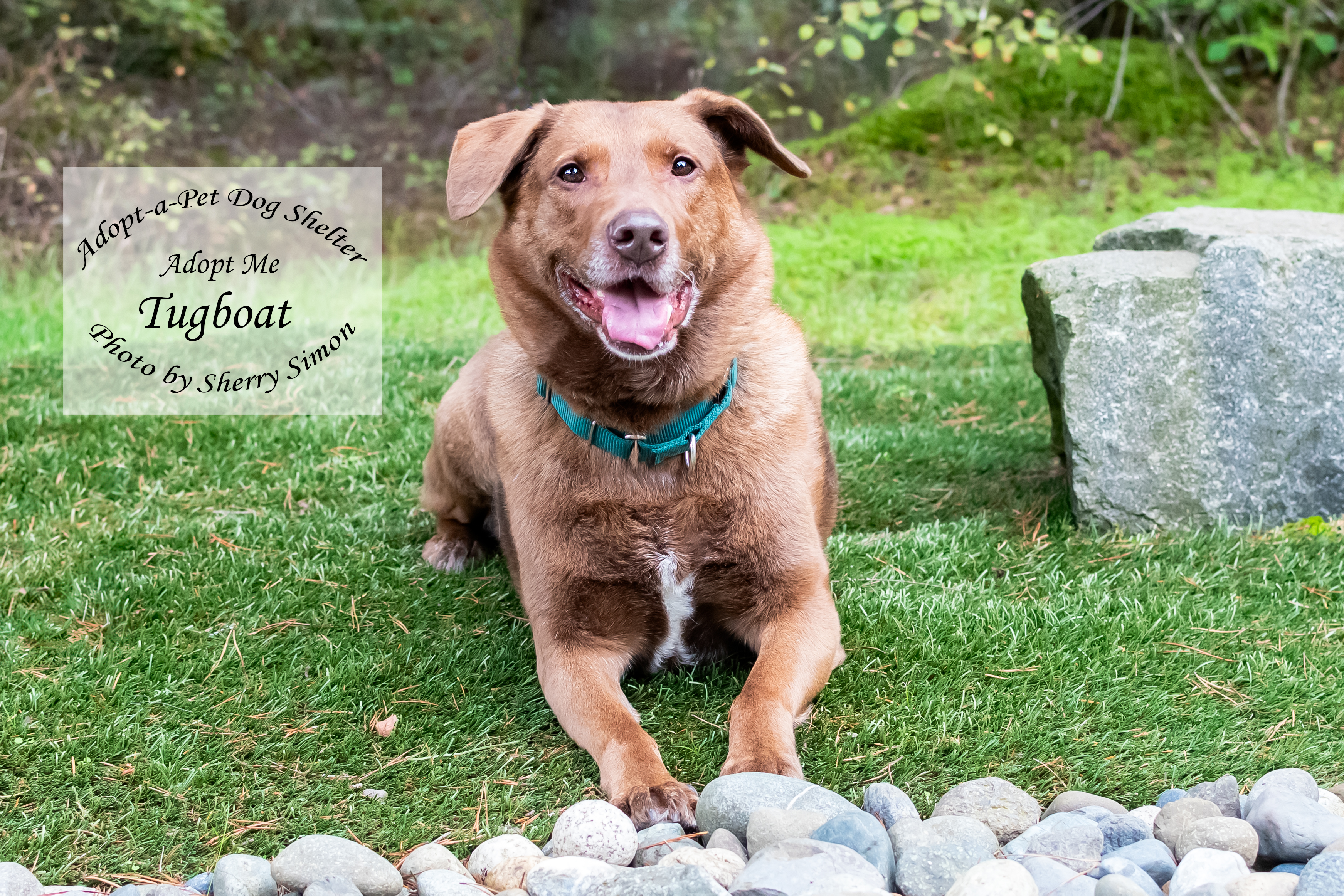 TUG, a Adoptable mixed breed in Shelton, WA image 5/6
