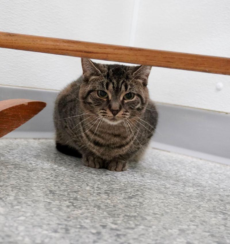 Mary Lou, Adoptable, Young Female Domestic Short Hair.