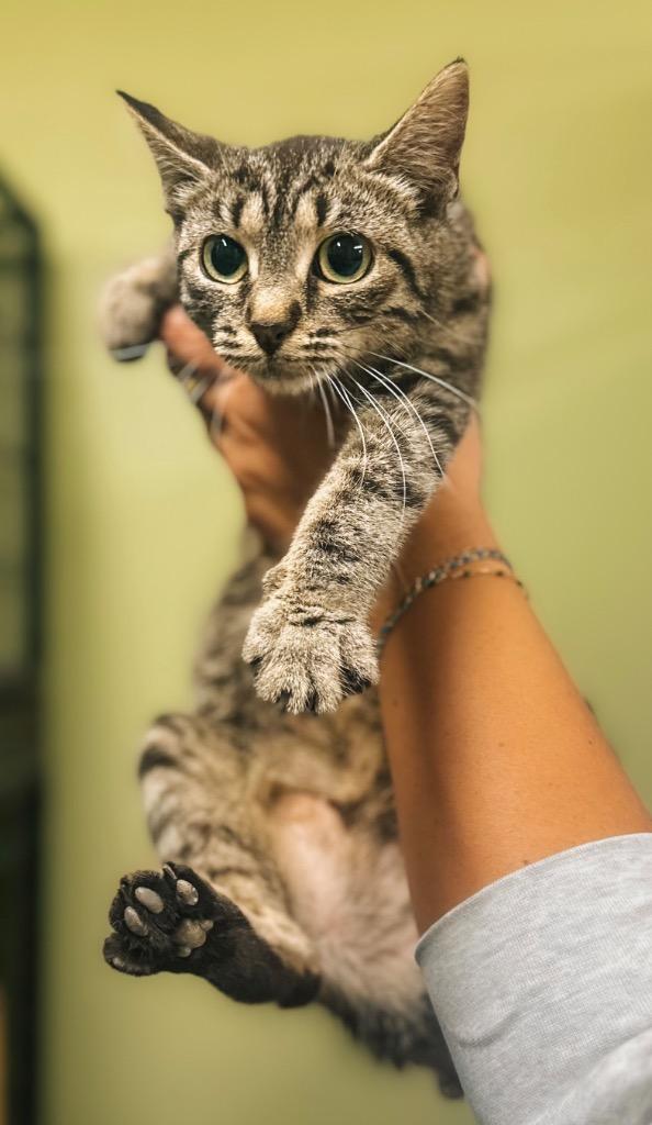 Enlarge Mary Lou, a Adopted mixed breed in Auburn, IN image 2/2