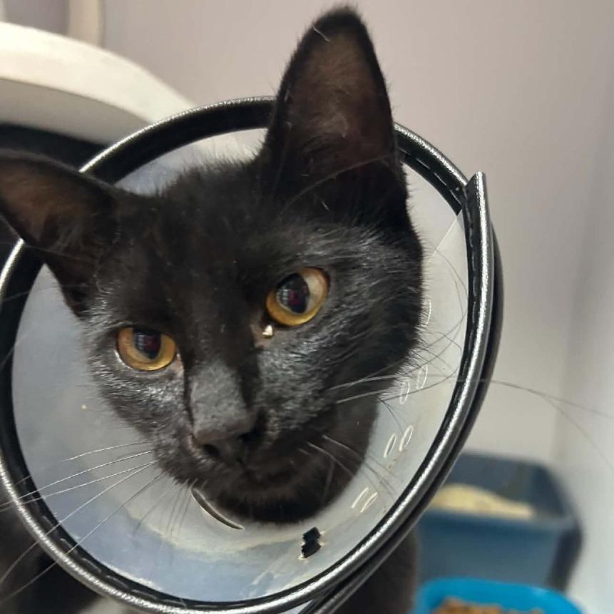 Daphne-7111, Adoptable, Kitten Female Domestic Short Hair.