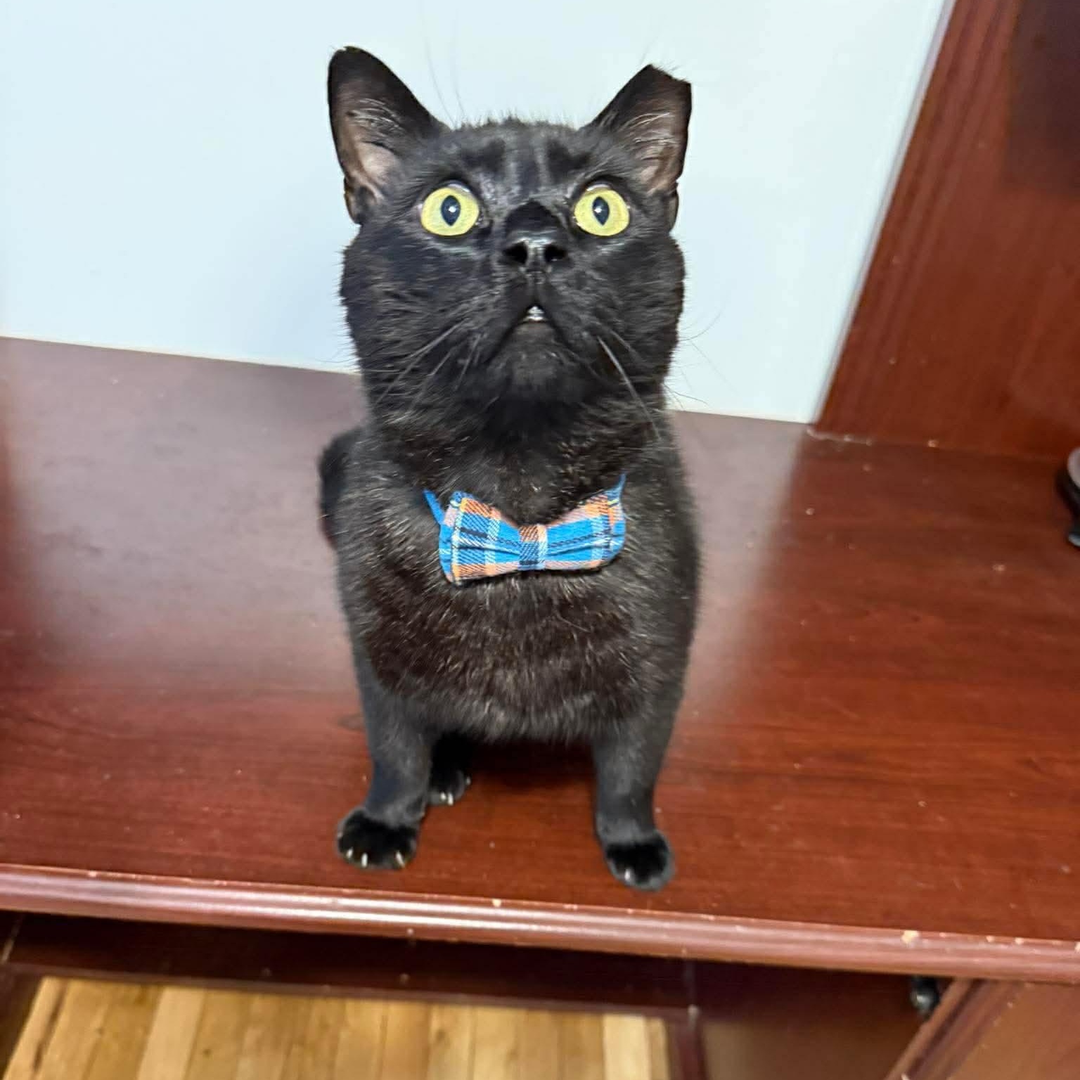 Enlarge Romeo, a Adoptable mixed breed in Fort Oglethorpe, GA image 1/6