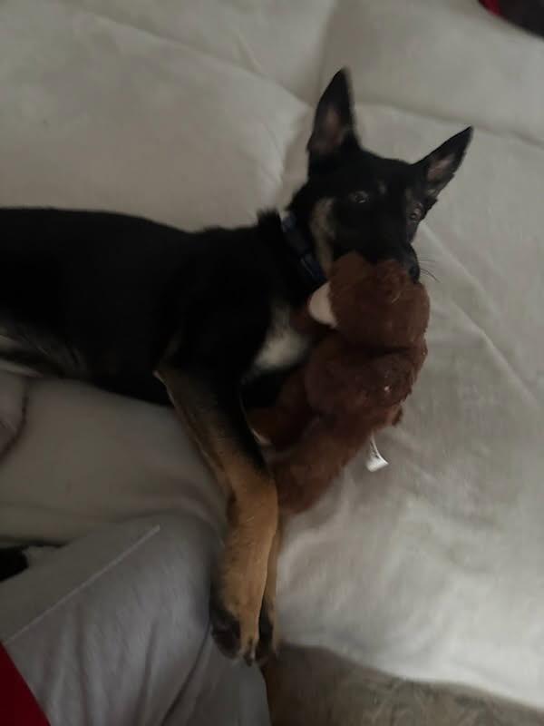 Enlarge Bella, a Adoptable mixed breed in Weston, MA image 3/4