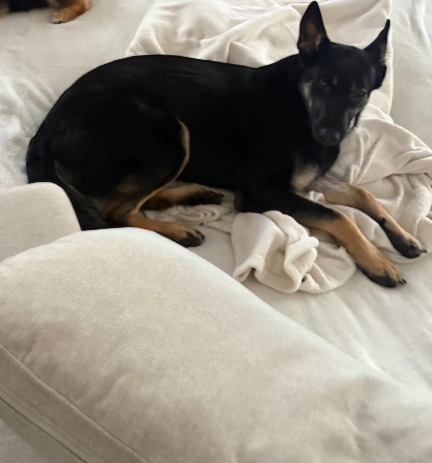 Enlarge Bella, a Adoptable mixed breed in Weston, MA image 4/4