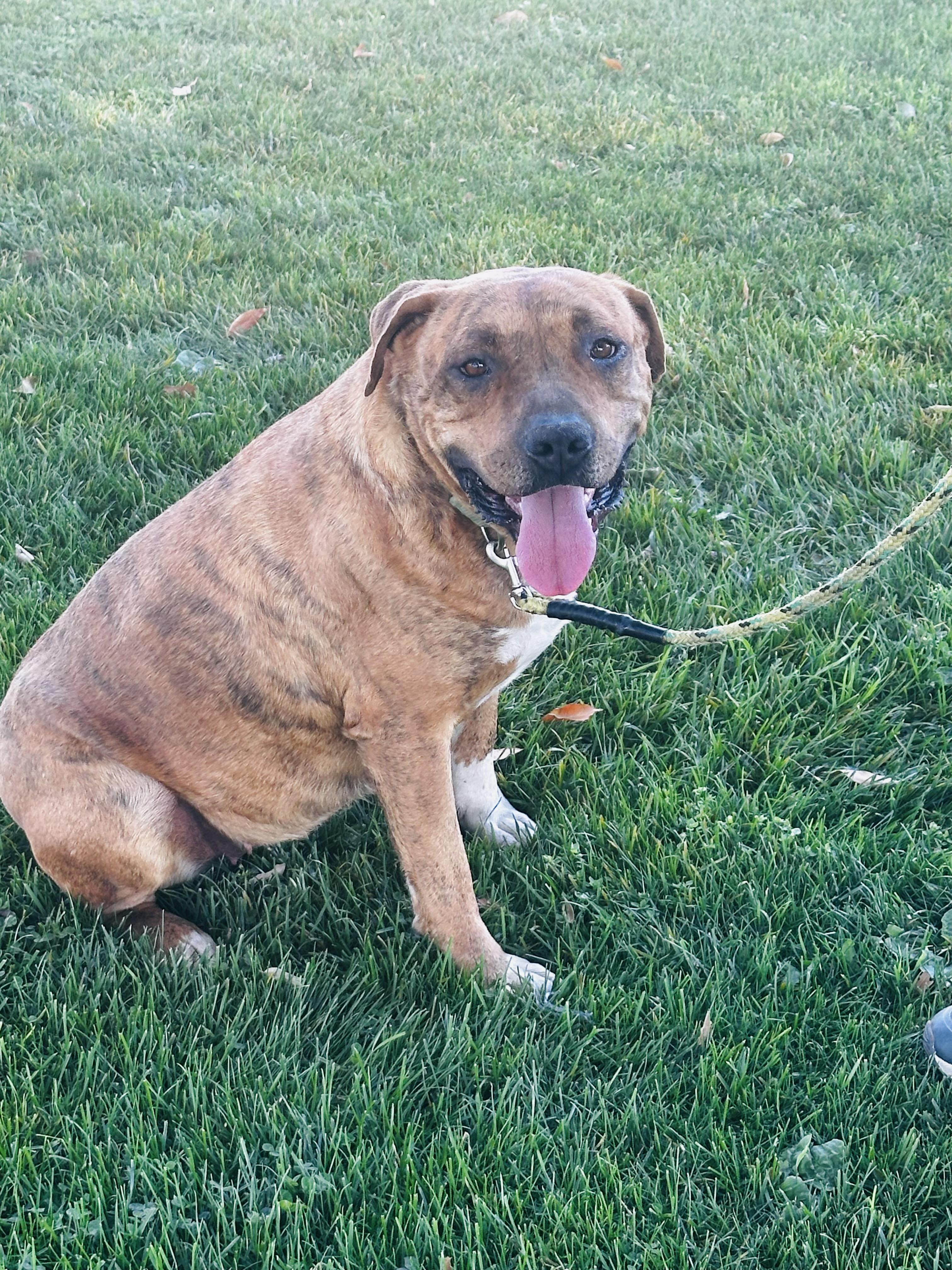 Enlarge MAYMAY - GREAT WITH CATS, a ADOPTABLE mixed breed in Sherman Oaks, CA image 3/4