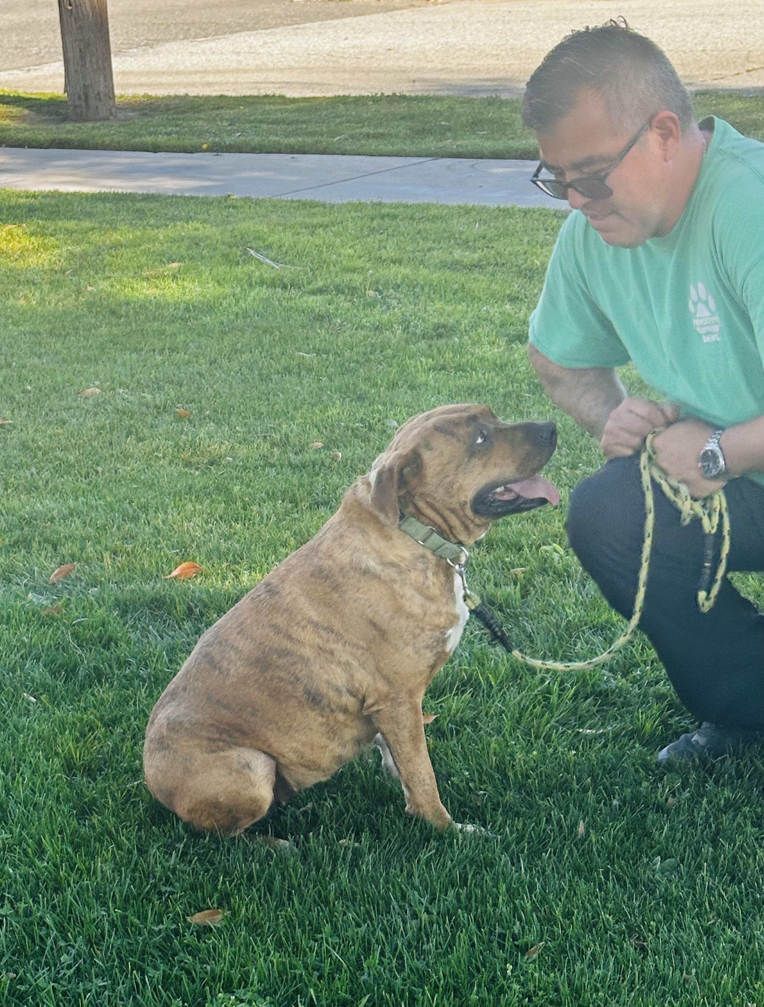 Enlarge MAYMAY - GREAT WITH CATS, a ADOPTABLE mixed breed in Sherman Oaks, CA image 2/4