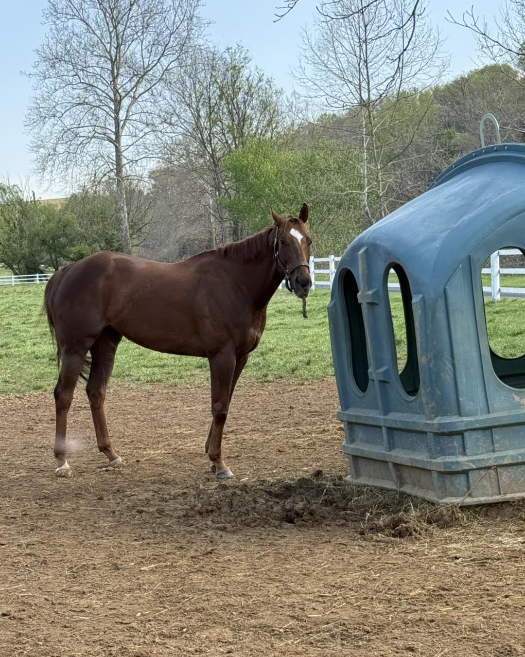 Enlarge Swifty Devil, a ADOPTABLE Thoroughbred in KNOXVILLE, MD image 4/4