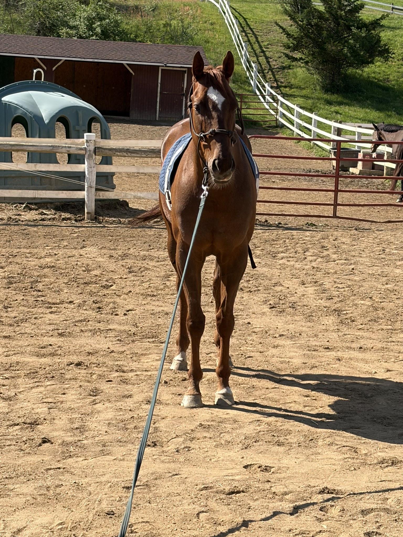 Swifty Devil, ADOPTABLE, Adult Male Thoroughbred.