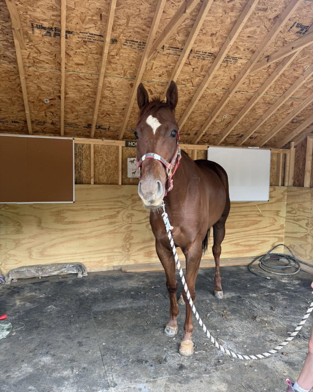 Enlarge Swifty Devil (Swifty), a Adoptable Thoroughbred in KNOXVILLE, MD image 5/6